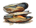 Two Mussels Slightly Open on Sand Royalty Free Stock Photo